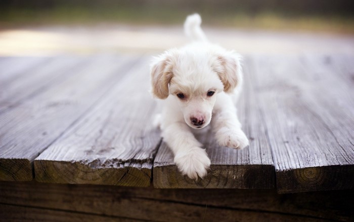 Adorable White Puppy on Wooden Surface