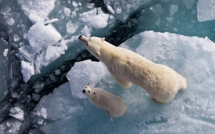 Polar bear mother and cub on ice floes