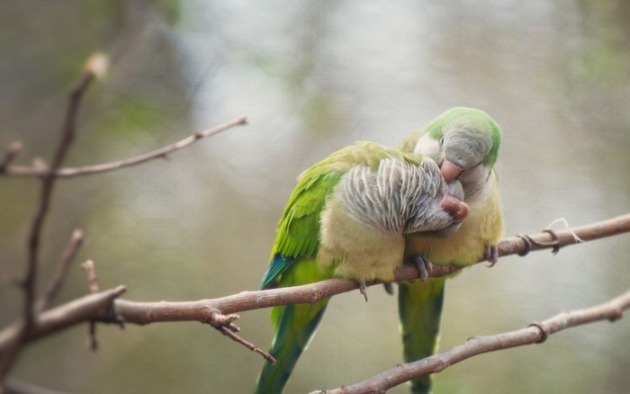 Two Monk Parakeets cuddling on a branch