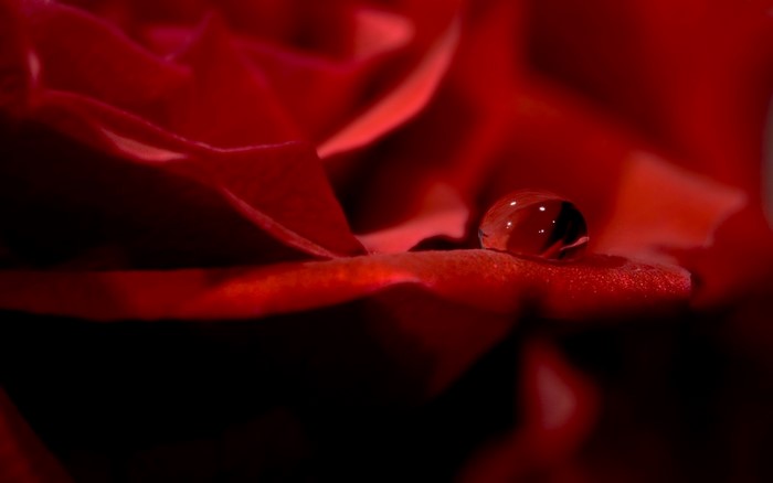 Close-up of a red rose petal with a water drop