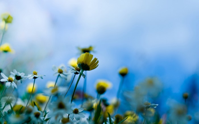 Close-up of yellow and white wildflowers in a blue sky field