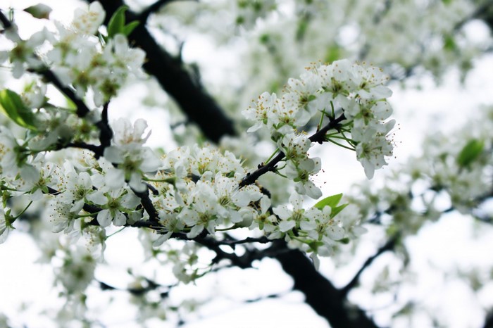 White cherry blossoms on a dark tree branch