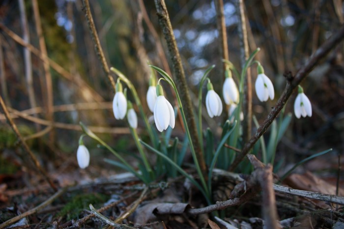White snowdrops blooming in a forest setting