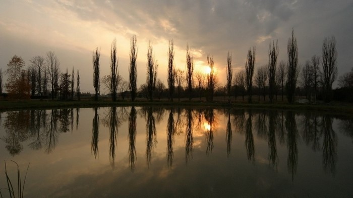 Tall trees reflected in a lake at sunset