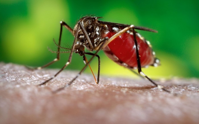 Close-up of a mosquito feeding on skin