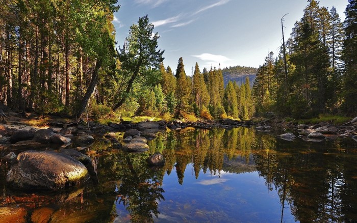 Forest reflecting in a calm body of water