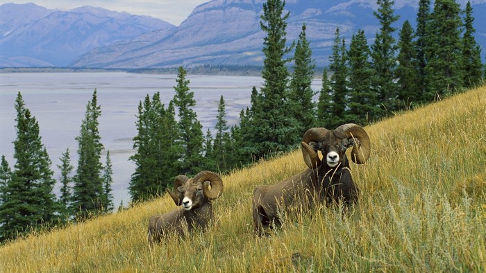 Bighorn sheep on a grassy hillside with mountains and a lake