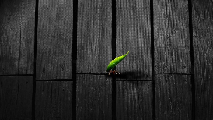 Ant carrying a green leaf on a wooden surface