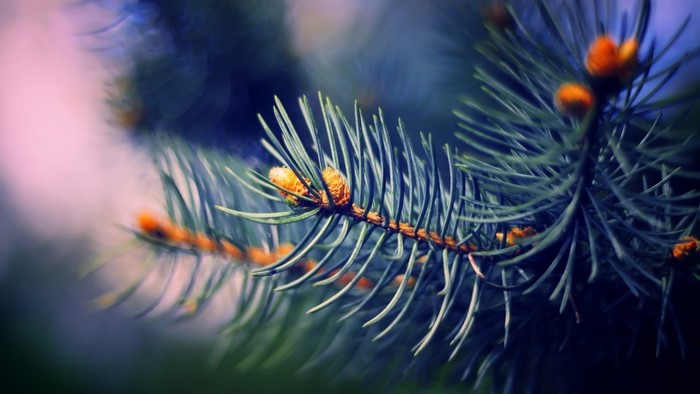 Close-up of a pine branch with cones