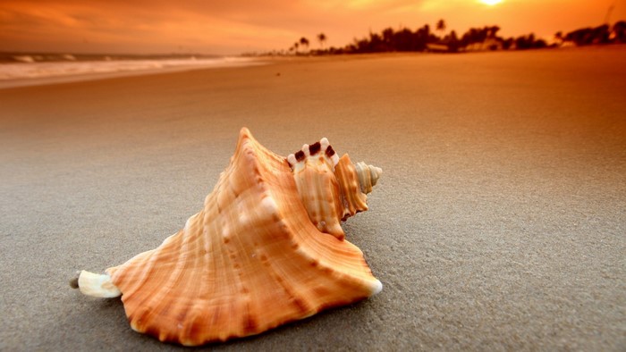 Seashell on a sandy beach at sunset