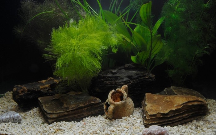 Aquarium with plants and rocks