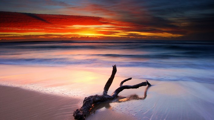 Driftwood on a beach at sunset