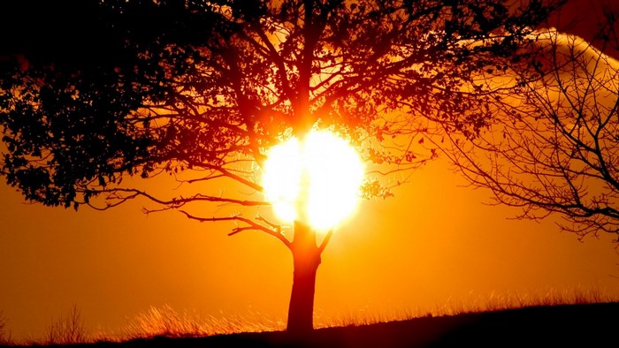 Sun shining through a tree during sunset