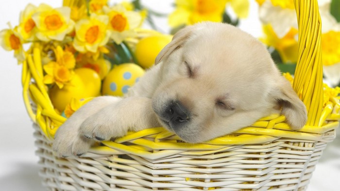 Yellow Easter basket with sleeping puppy and daffodils