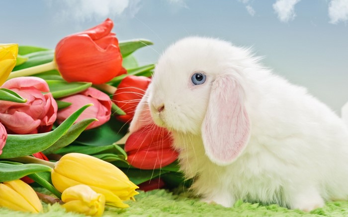 White rabbit with blue eyes and tulips