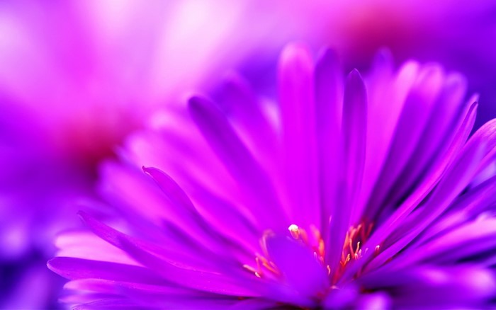 Close-up of a purple flower with pink and purple petals