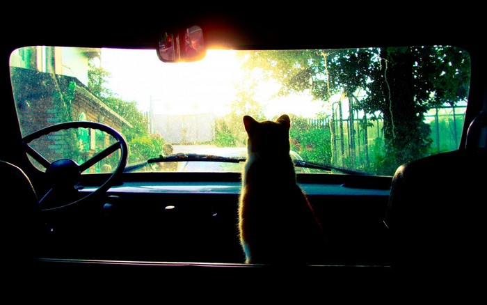 Cat sitting in a car looking out the windshield at sunset