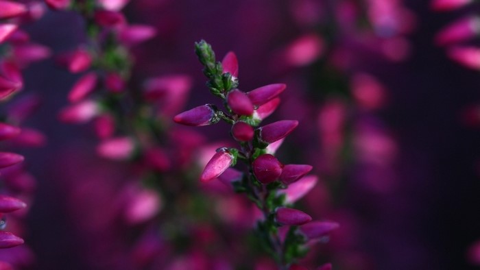 Close up of pink and purple heather flowers