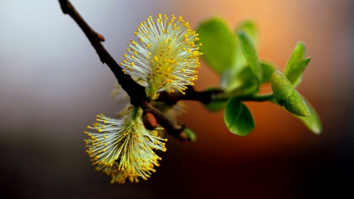 Close-up of a willow catkin with new green leaves