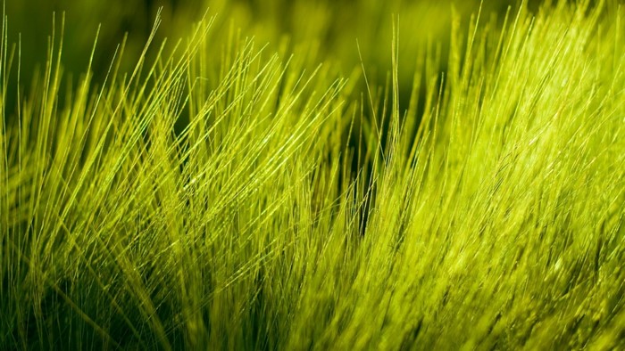Close-up of green grass blades in sunlight