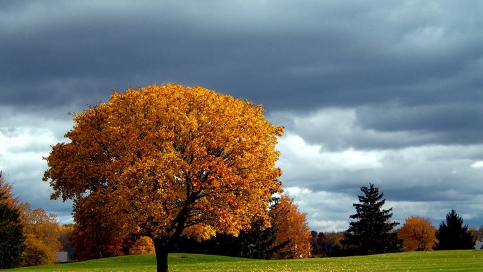 Autumn tree on a grassy field under a cloudy sky
