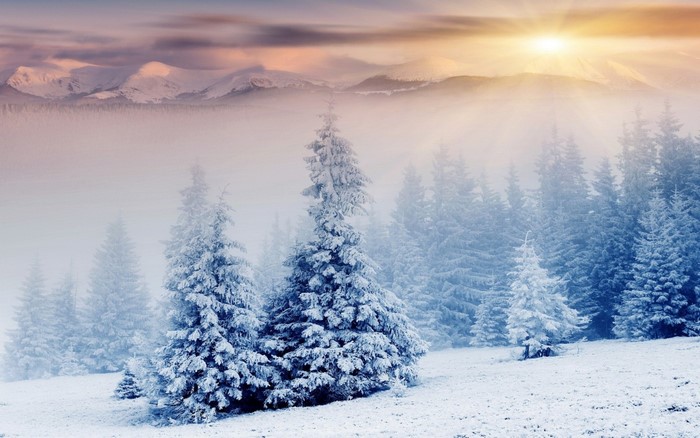 Snow-covered fir trees in a misty mountain landscape at sunrise