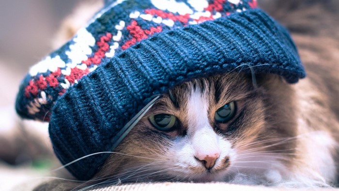 Cat wearing a blue and red knitted hat