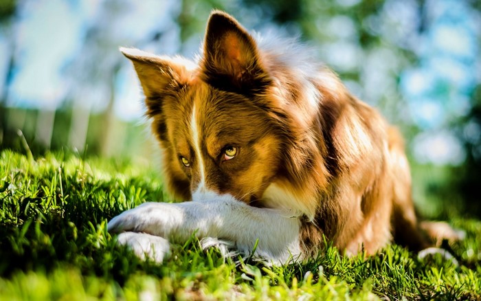 Brown and white dog lying in grass