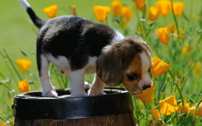 Adorable Beagle Puppy Sniffing Yellow Flowers