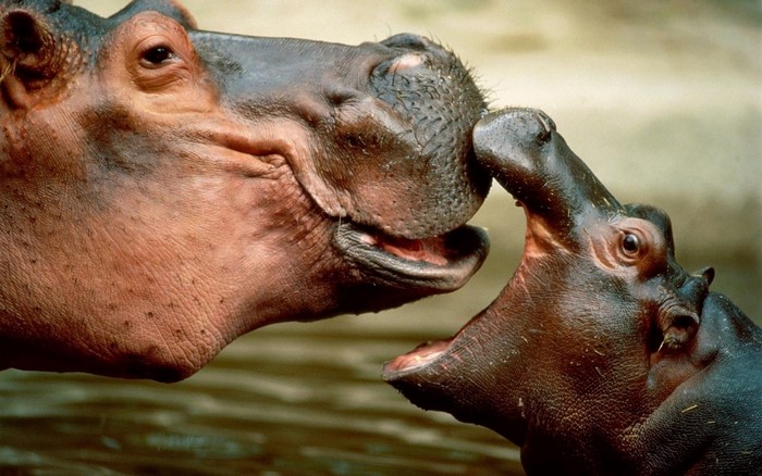 Two hippos touching muzzles in water