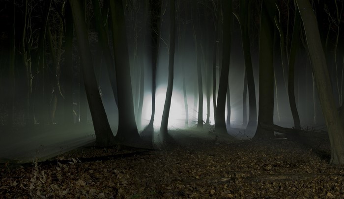 Misty Forest with Sunlight Breaking Through Trees
