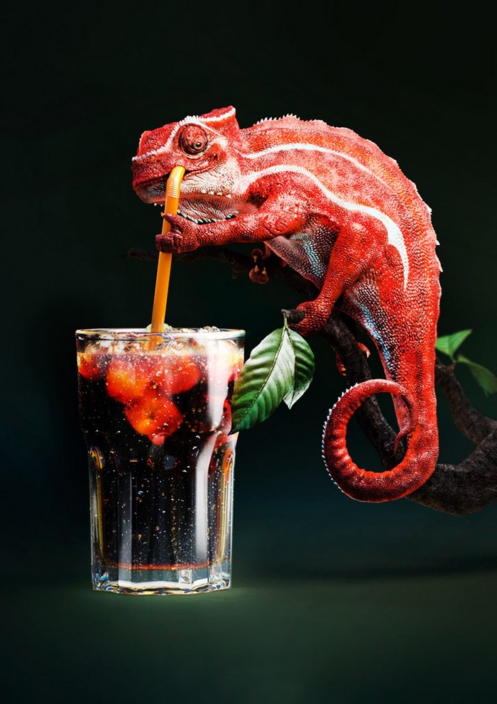 Red chameleon drinking soda from a glass