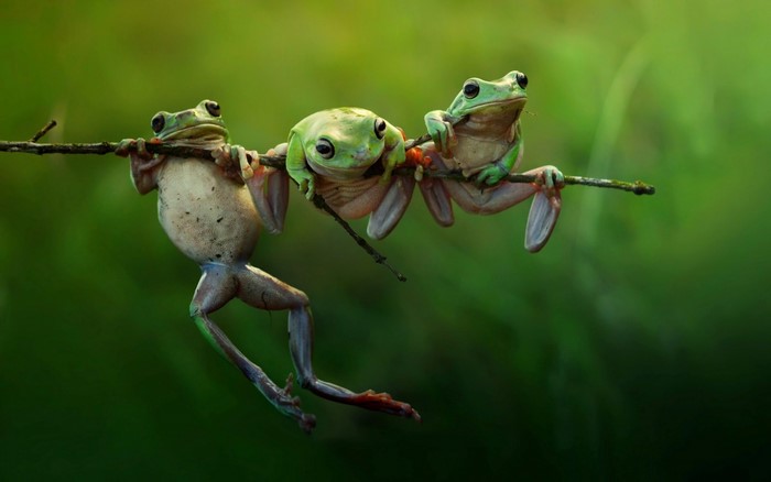 Three green tree frogs hanging on a branch