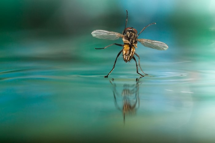 Macro photograph of a fly on water
