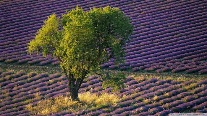 Lavender field with a lone tree in Provence, France