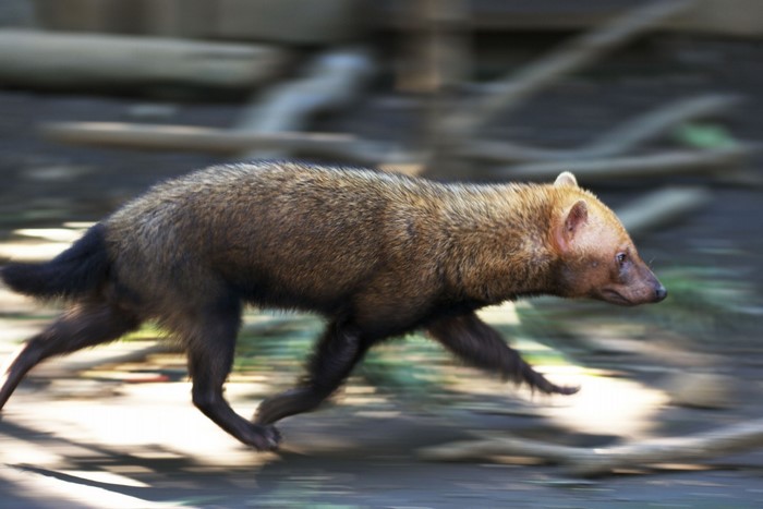 Bush dog running with motion blur