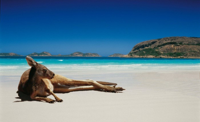Kangaroo resting on a sandy beach with turquoise ocean and islands