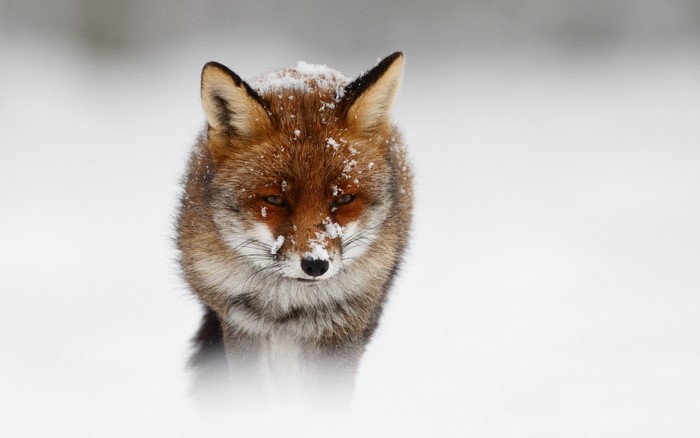Red fox with snow on its face in a snowy environment
