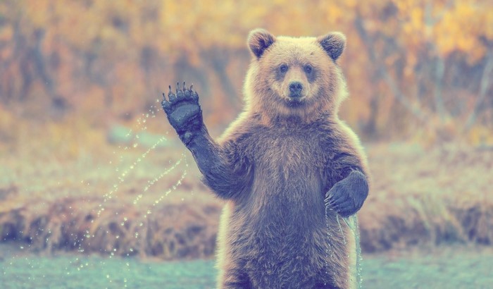 A brown bear waves its paw in a forest