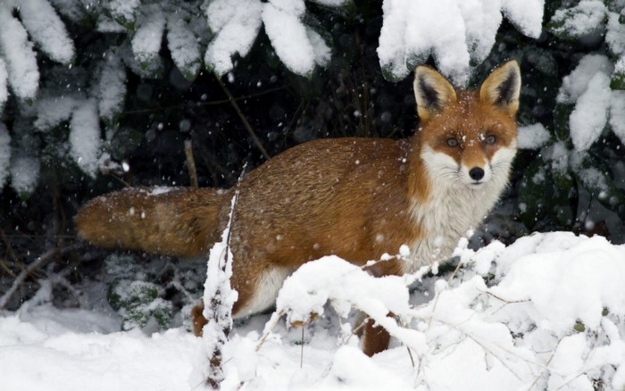 Red fox in the snow during winter