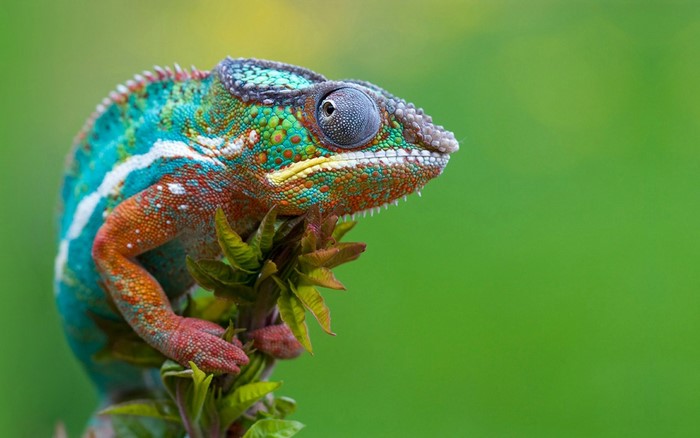 Close up of a colorful chameleon on a plant