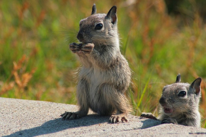 Two squirrels on a rock eating