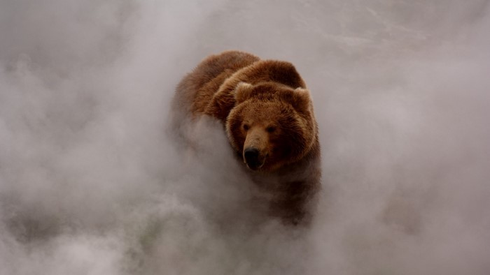 Grizzly bear in mist