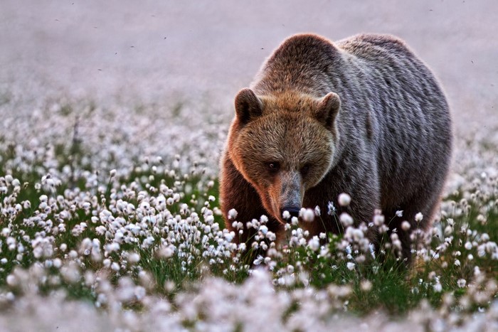 Brown bear walking through a field of white flowers