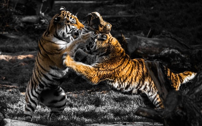 Two tigers fighting in a zoo with selective coloring