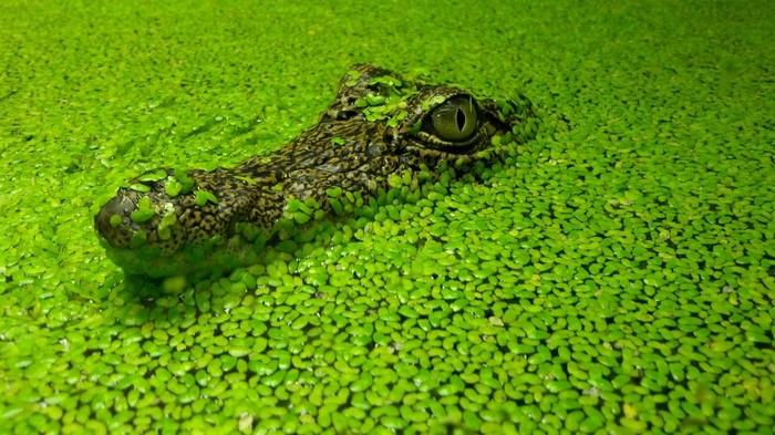 Crocodile head emerging from green duckweed covered water