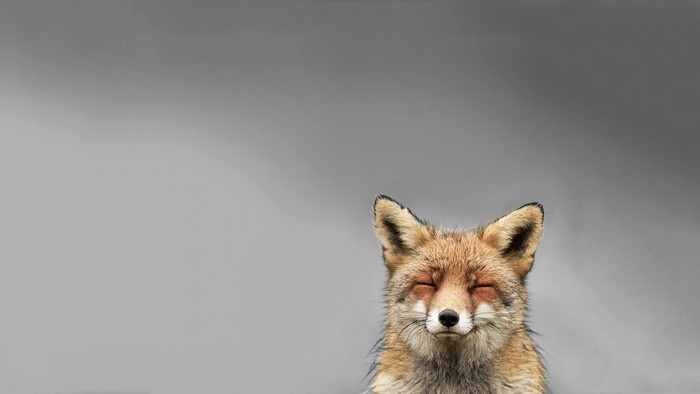 A fox with closed eyes against a gray background