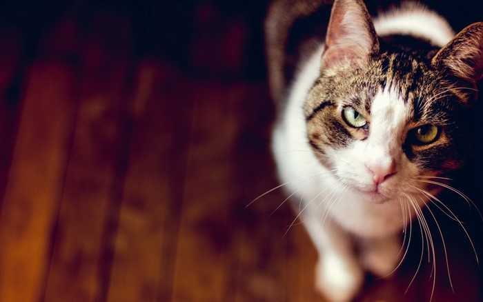 Close up of a tabby and white cat looking up