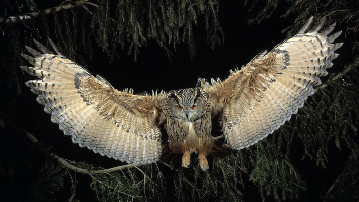 Eurasian eagle-owl with wings spread on a branch