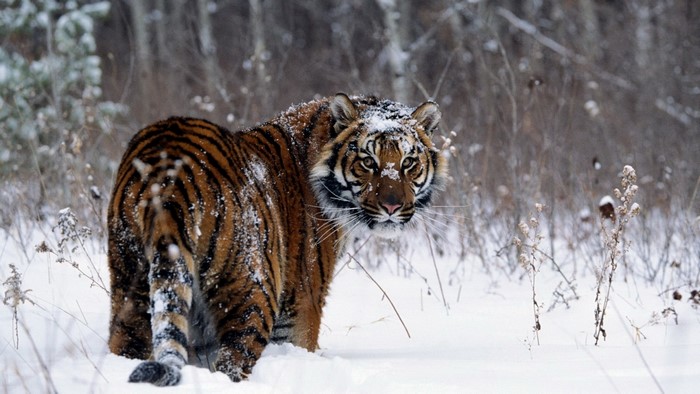 Tiger in a snowy forest